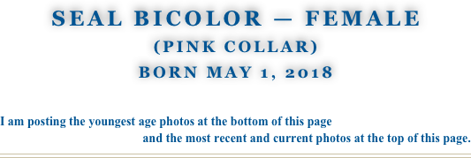 Seal BiColor — Female
(Pink Collar)
Born May 1, 2018

I am posting the youngest age photos at the bottom of this page 
and the most recent and current photos at the top of this page.
￼