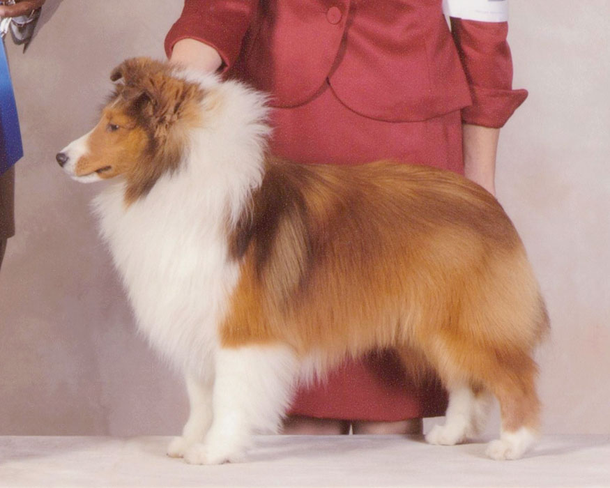 hartwyn shelties