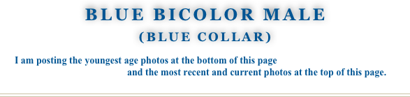 Blue Bicolor male
(Blue Collar)

      I am posting the youngest age photos at the bottom of this page 
                                                    and the most recent and current photos at the top of this page.

￼