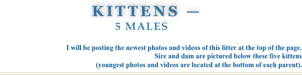                kittens — 
                    5 males  


              I will be posting the newest photos and videos of this litter at the top of the page.
Sire and dam are pictured below these five kittens 
(youngest photos and videos are located at the bottom of each parent).
￼