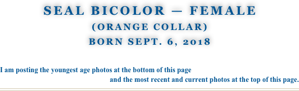 Seal Bicolor — Female
(Orange Collar)
Born Sept. 6, 2018

I am posting the youngest age photos at the bottom of this page 
and the most recent and current photos at the top of this page.
￼